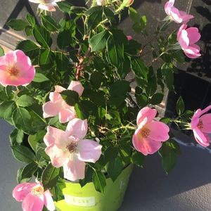 Meet your Posher, Princess